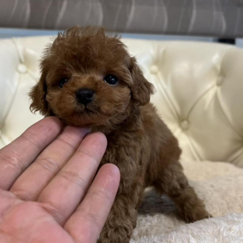 販売中の香川県のトイプードル-429952の7枚目