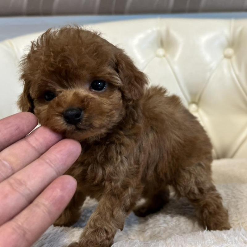 販売中の香川県のトイプードル-429952の6枚目