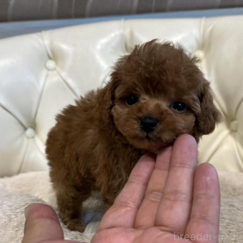 販売中の香川県のトイプードル-429952の5枚目