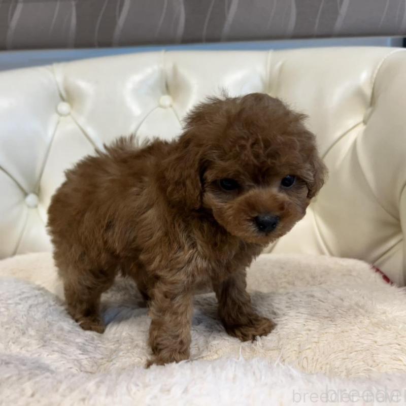 販売中の香川県のトイプードル-429952の4枚目