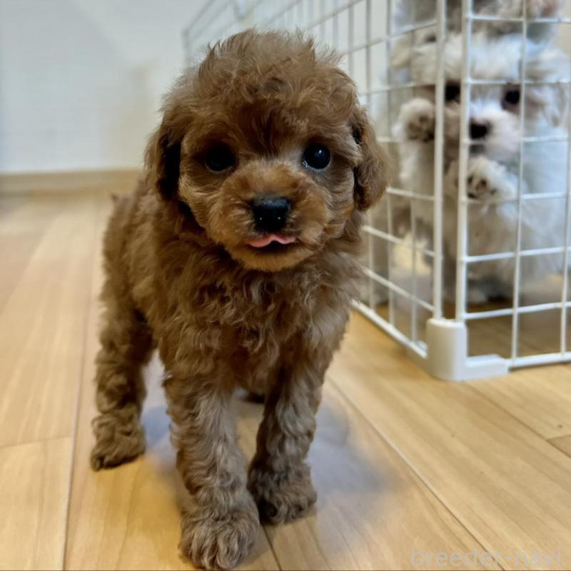 販売中の香川県のトイプードル-429952の3枚目