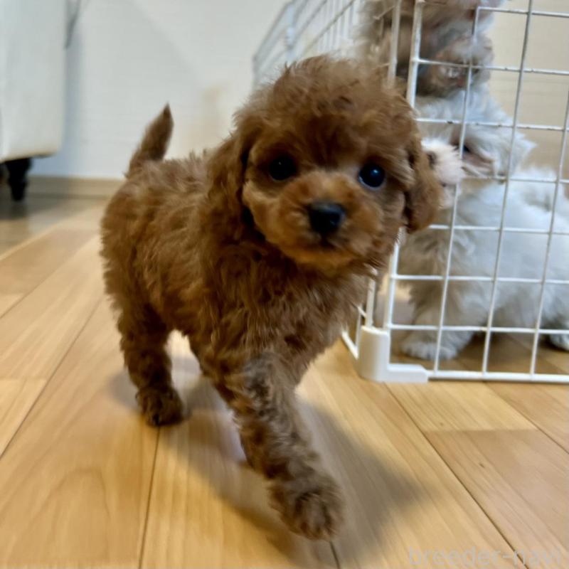 販売中の香川県のトイプードル-429952の2枚目