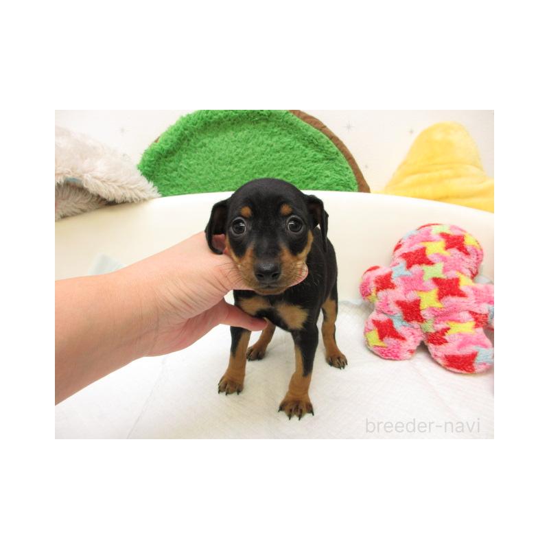 販売中の大阪府のミニチュアピンシャー(ミニピン)-429951の2枚目