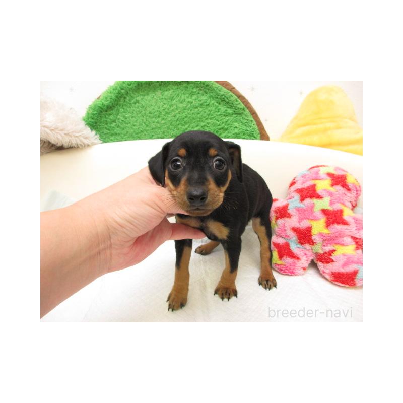 販売中の大阪府のミニチュアピンシャー(ミニピン)-429951