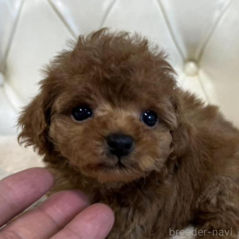 販売中の香川県のトイプードル-429952