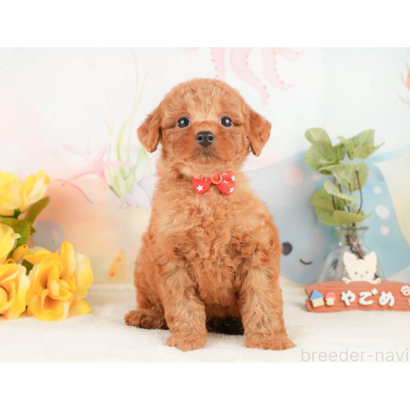 販売中の静岡県のトイプードル-430083の10枚目