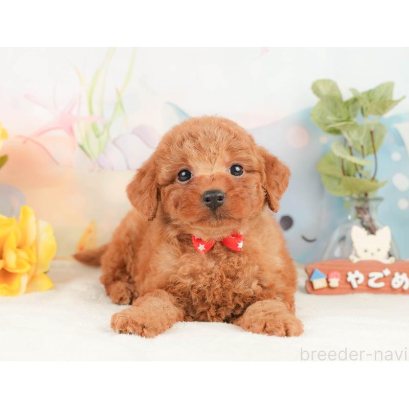 販売中の静岡県のトイプードル-430083の9枚目
