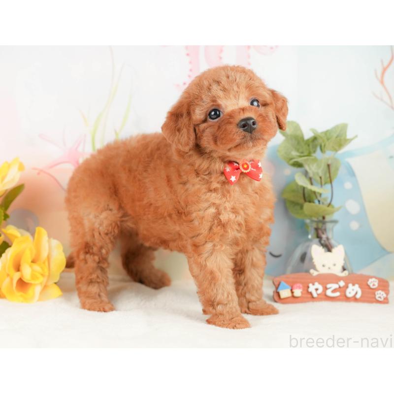 販売中の静岡県のトイプードル-430083の5枚目