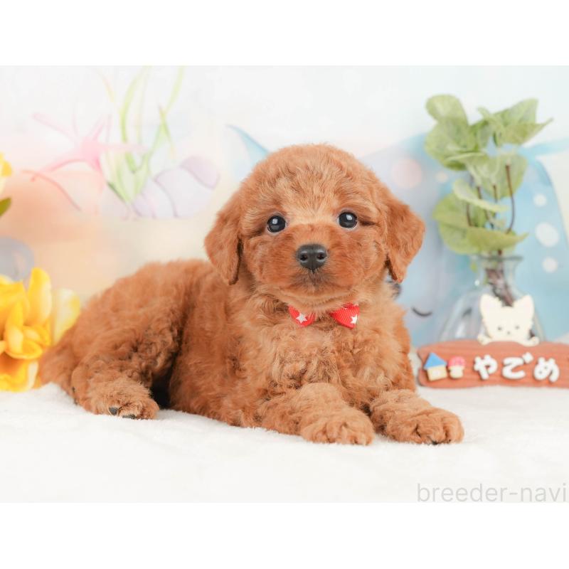 販売中の静岡県のトイプードル-430083の4枚目