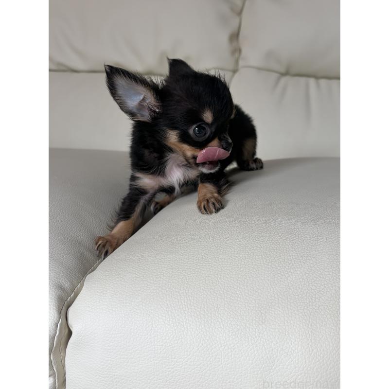 販売中の滋賀県のチワワ(ロングコート)-429955の7枚目