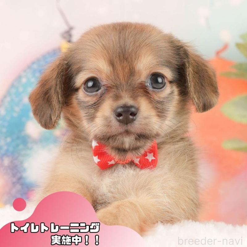 販売中の静岡県のチワックス:チワワ×ミニチュアダックスフンド-430080