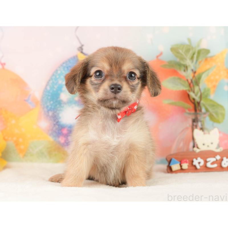 販売中の静岡県のチワックス:チワワ×ミニチュアダックスフンド-430080の10枚目