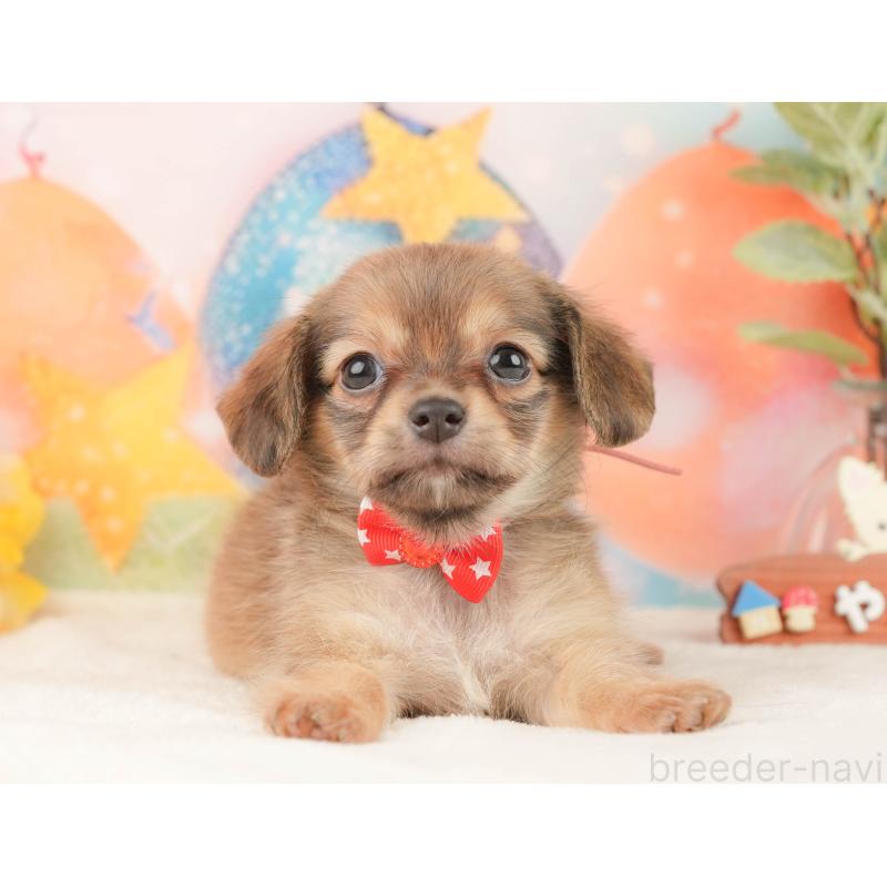 販売中の静岡県のチワックス:チワワ×ミニチュアダックスフンド-430080の9枚目