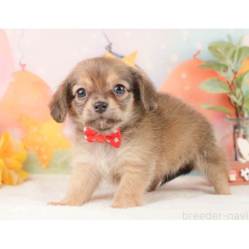 販売中の静岡県のチワックス:チワワ×ミニチュアダックスフンド-430080の8枚目