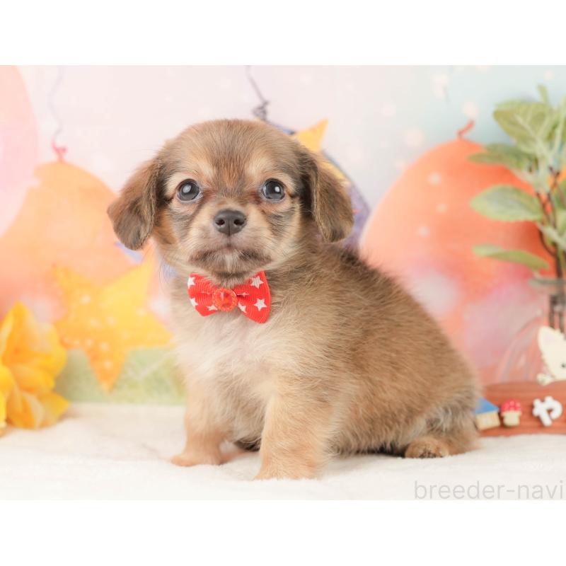 販売中の静岡県のチワックス:チワワ×ミニチュアダックスフンド-430080の7枚目