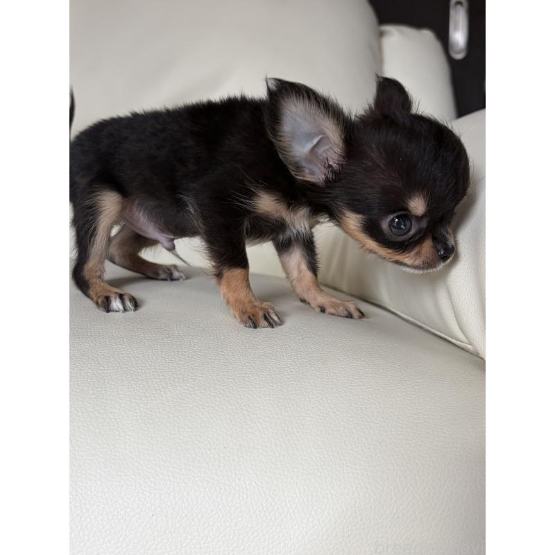 販売中の滋賀県のチワワ(ロングコート)-429955の6枚目