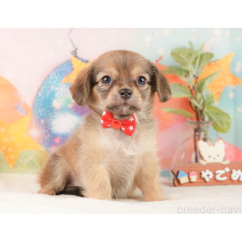 販売中の静岡県のチワックス:チワワ×ミニチュアダックスフンド-430080の6枚目