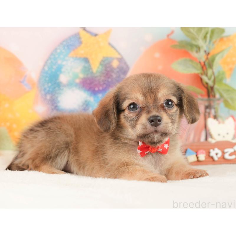 販売中の静岡県のチワックス:チワワ×ミニチュアダックスフンド-430080の5枚目