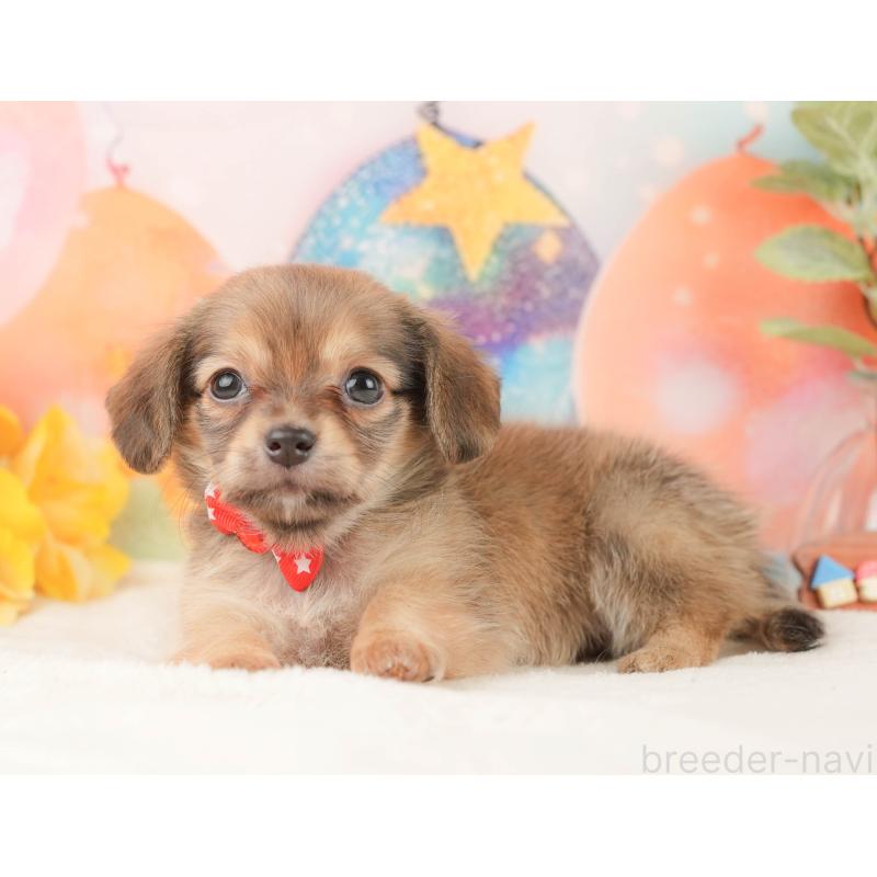 販売中の静岡県のチワックス:チワワ×ミニチュアダックスフンド-430080の4枚目