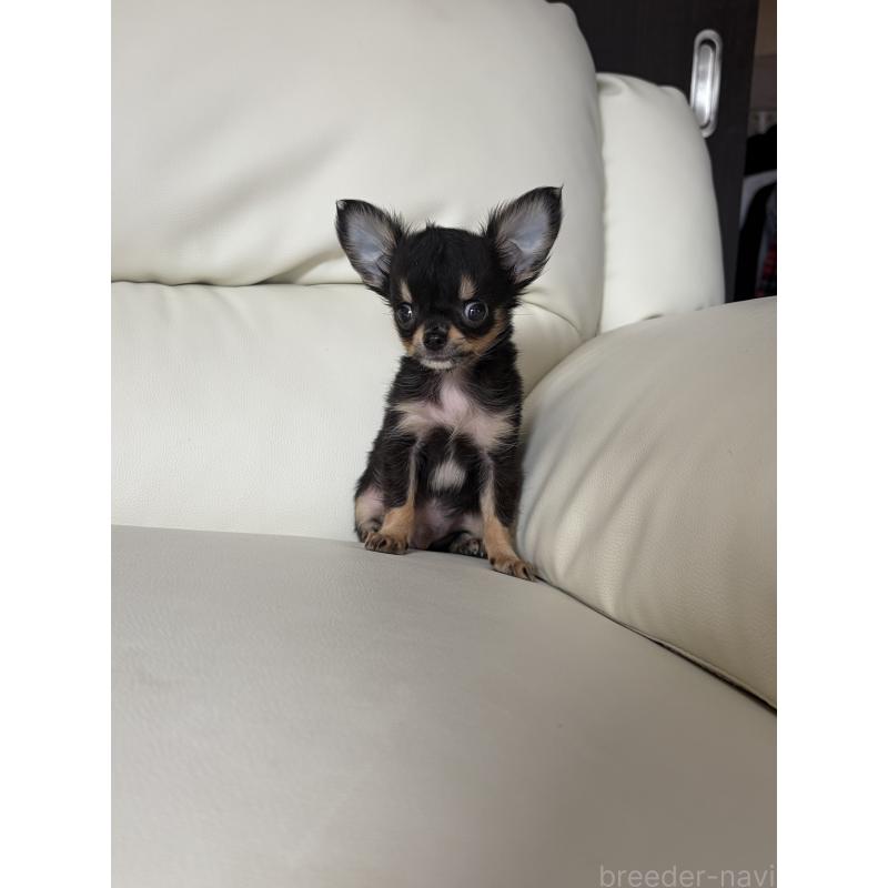 販売中の滋賀県のチワワ(ロングコート)-429955の4枚目