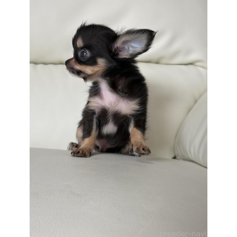 販売中の滋賀県のチワワ(ロングコート)-429955の3枚目