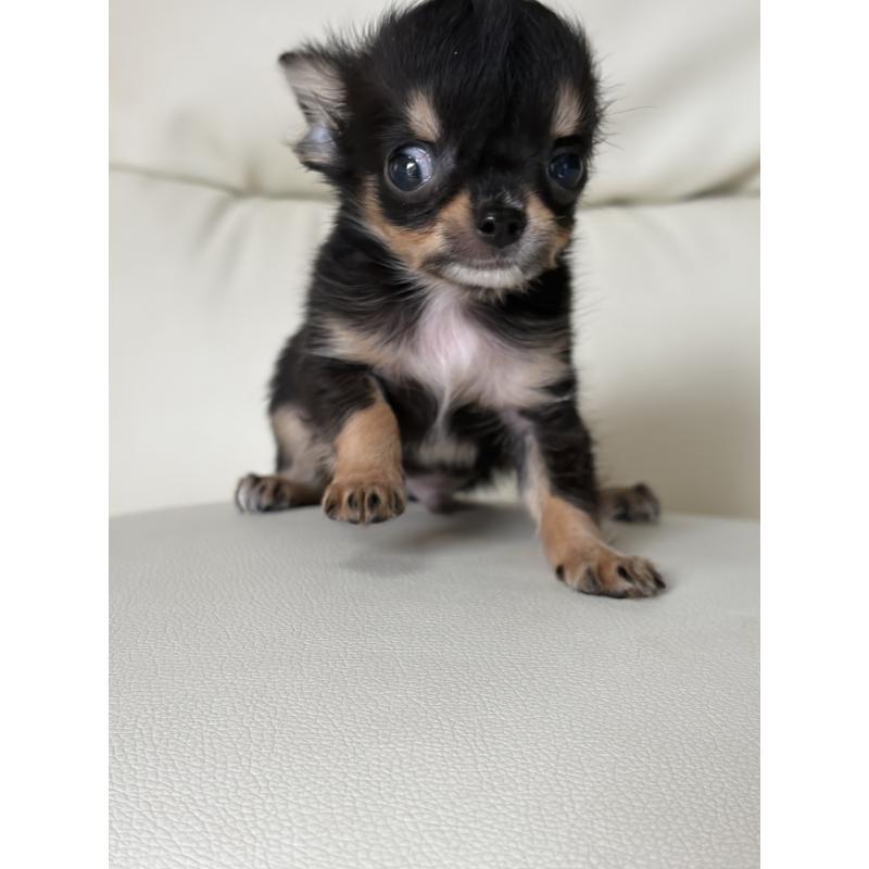 販売中の滋賀県のチワワ(ロングコート)-429955の2枚目