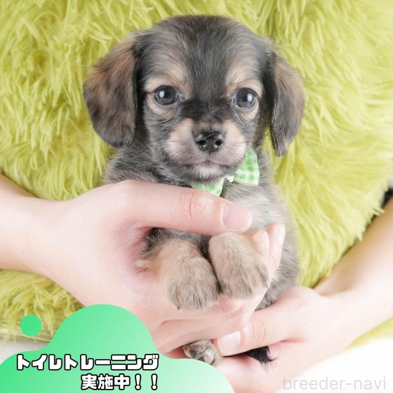 販売中の静岡県のチワックス:チワワ×ミニチュアダックスフンド-430078