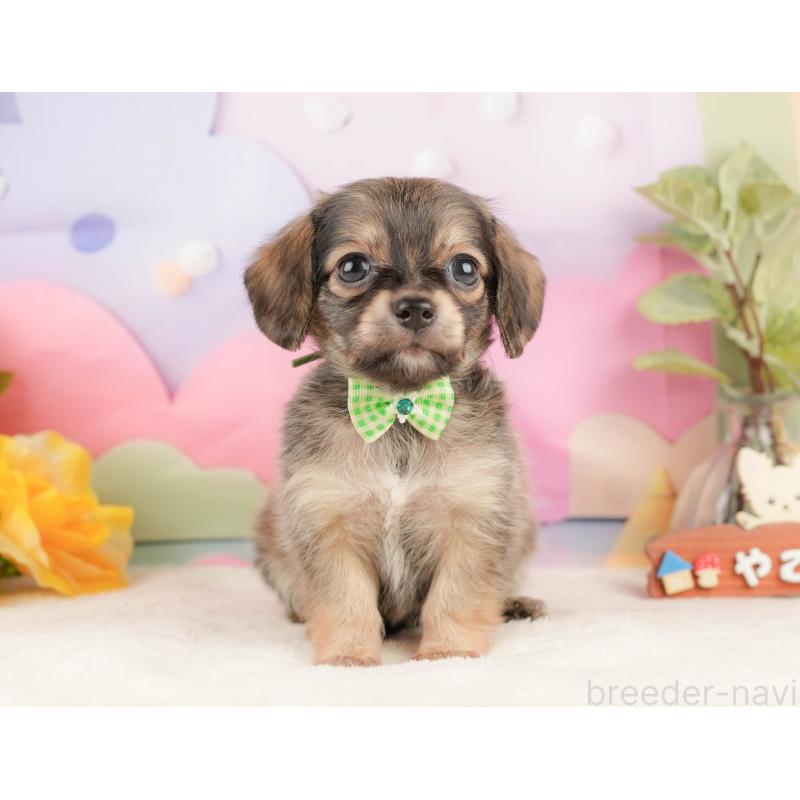 販売中の静岡県のチワックス:チワワ×ミニチュアダックスフンド-430078の11枚目