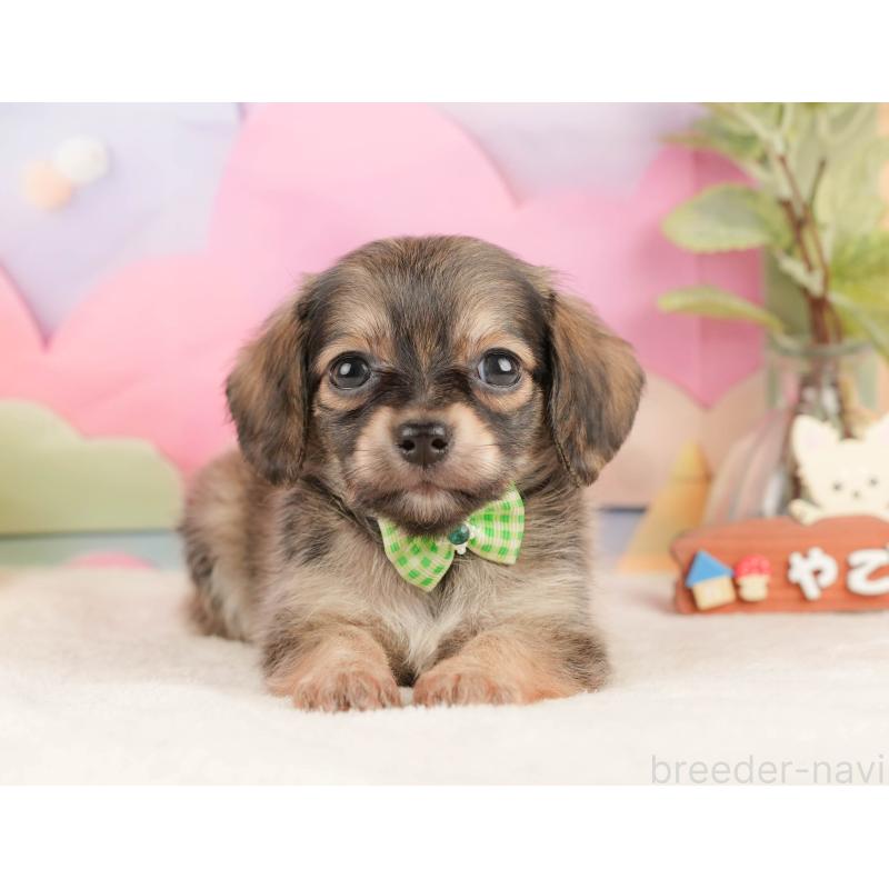 販売中の静岡県のチワックス:チワワ×ミニチュアダックスフンド-430078の10枚目