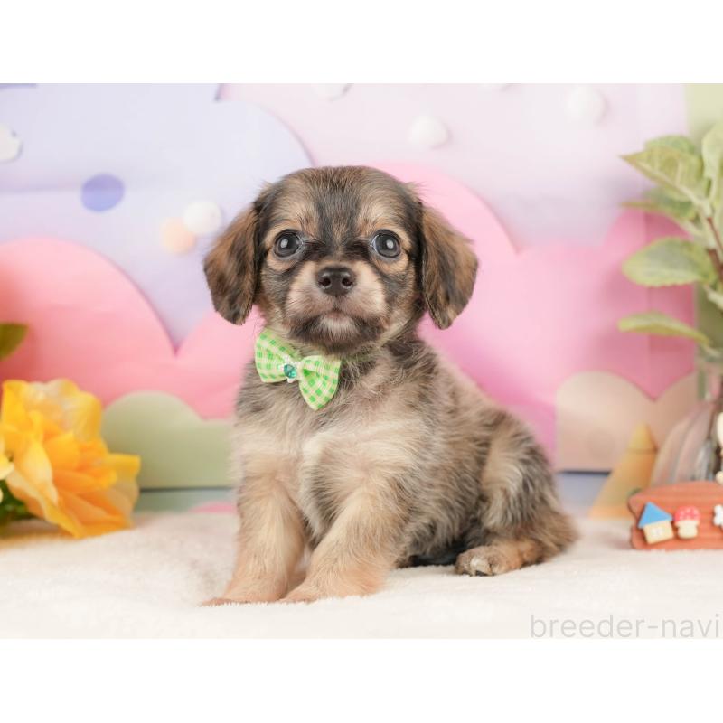 販売中の静岡県のチワックス:チワワ×ミニチュアダックスフンド-430078の9枚目