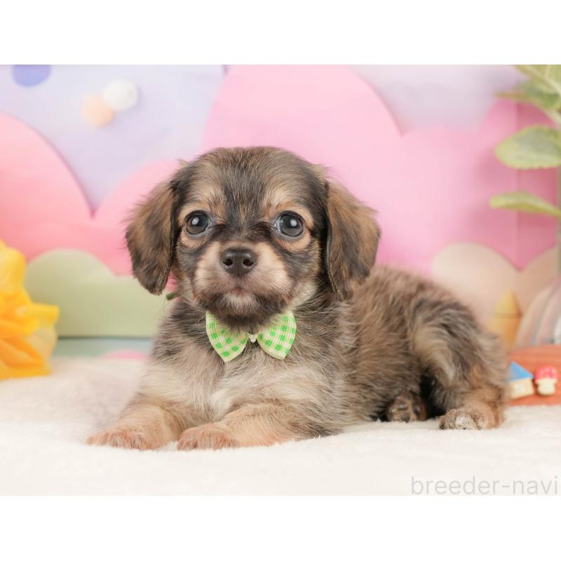 販売中の静岡県のチワックス:チワワ×ミニチュアダックスフンド-430078の8枚目