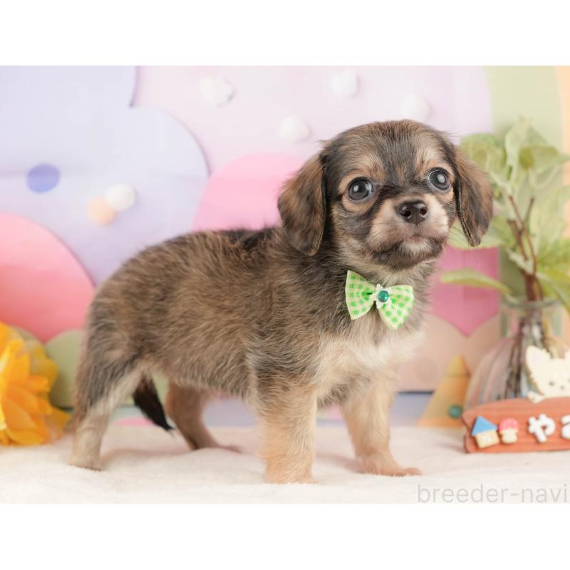 販売中の静岡県のチワックス:チワワ×ミニチュアダックスフンド-430078の7枚目