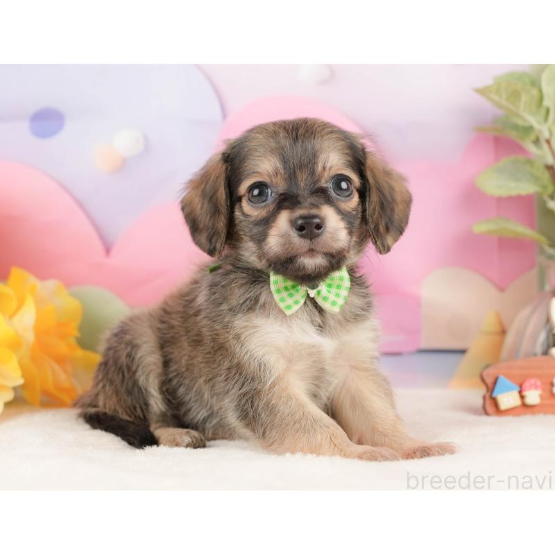 販売中の静岡県のチワックス:チワワ×ミニチュアダックスフンド-430078の6枚目