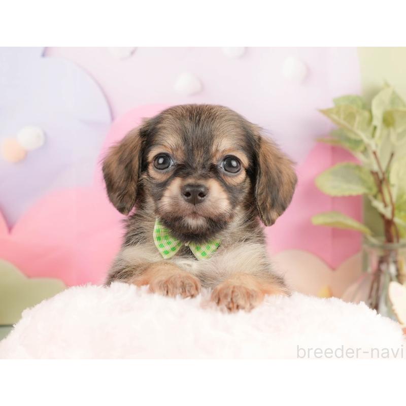 販売中の静岡県のチワックス:チワワ×ミニチュアダックスフンド-430078の5枚目