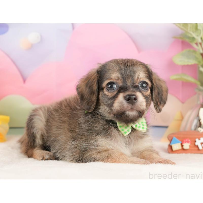 販売中の静岡県のチワックス:チワワ×ミニチュアダックスフンド-430078の4枚目