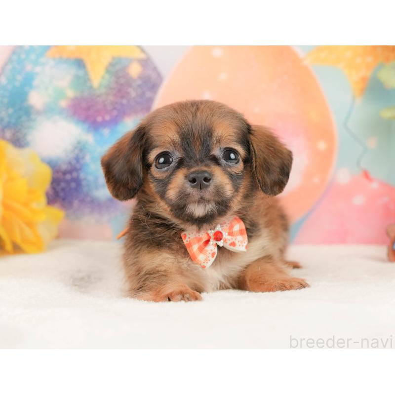 販売中の静岡県のチワックス:チワワ×ミニチュアダックスフンド-430079の10枚目