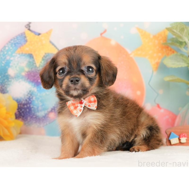 販売中の静岡県のチワックス:チワワ×ミニチュアダックスフンド-430079の9枚目