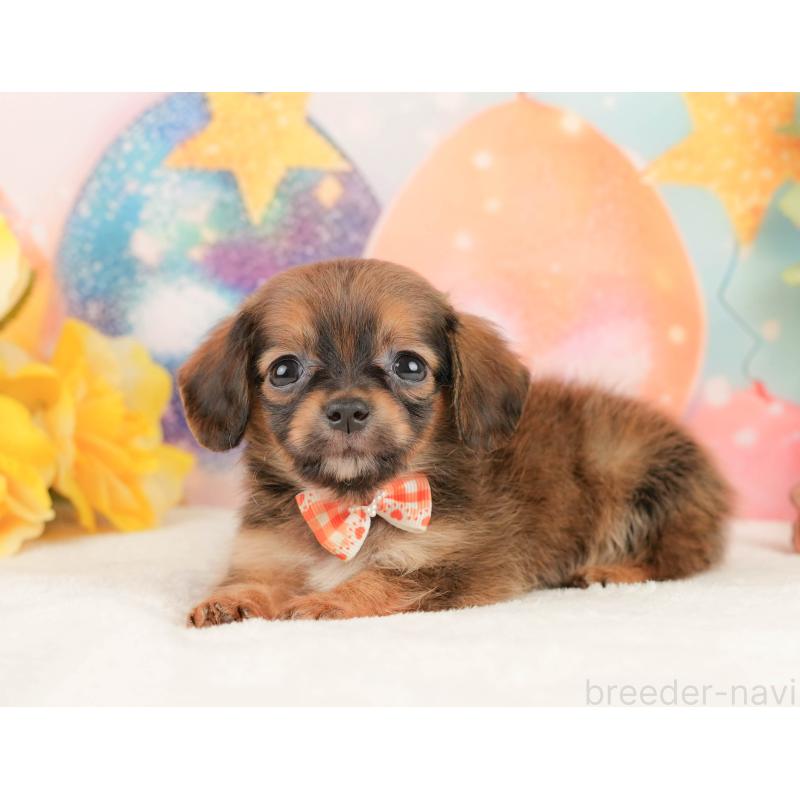 販売中の静岡県のチワックス:チワワ×ミニチュアダックスフンド-430079の8枚目