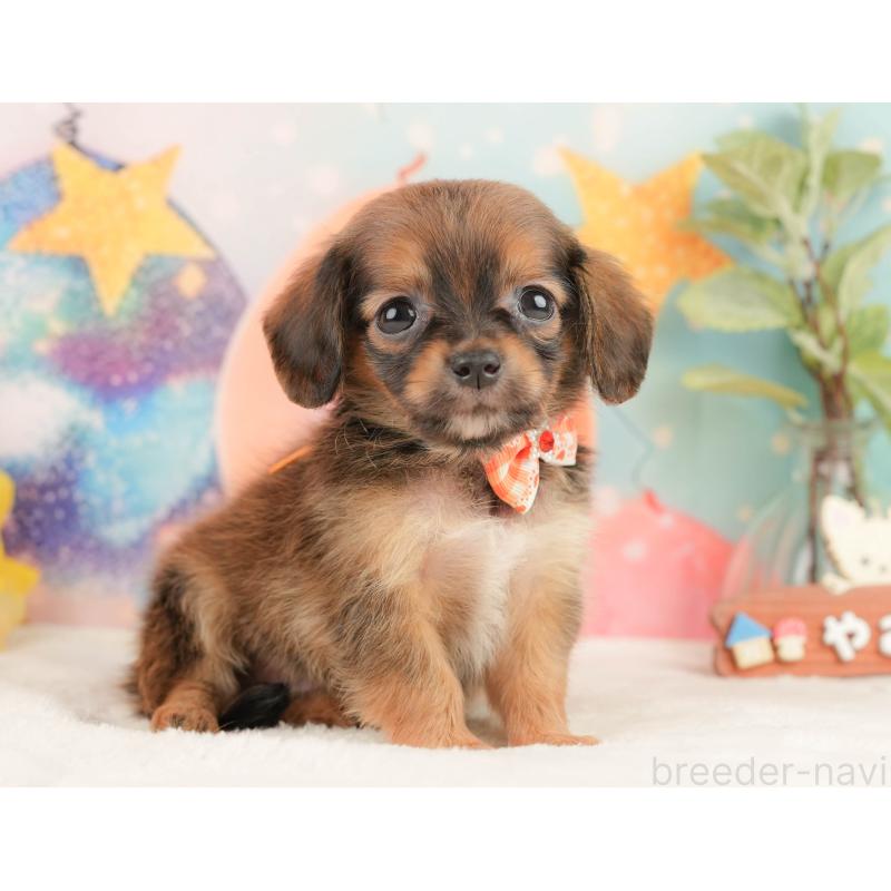 販売中の静岡県のチワックス:チワワ×ミニチュアダックスフンド-430079の7枚目