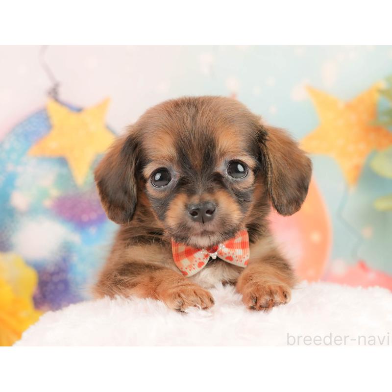 販売中の静岡県のチワックス:チワワ×ミニチュアダックスフンド-430079の5枚目