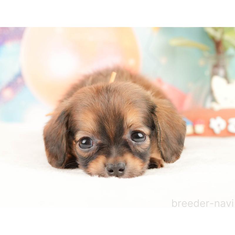 販売中の静岡県のチワックス:チワワ×ミニチュアダックスフンド-430079の4枚目