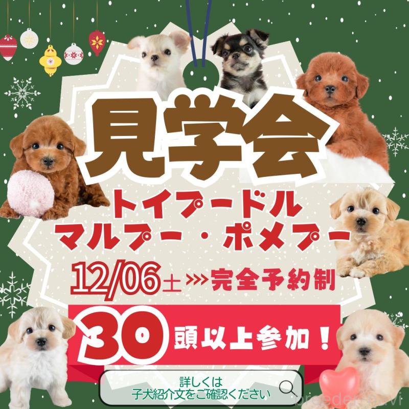 成約済の埼玉県のトイプードル-413754の3枚目