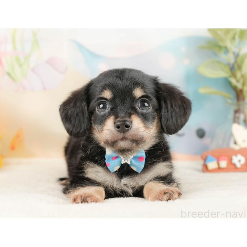 販売中の静岡県のチワックス:チワワ×ミニチュアダックスフンド-430076の10枚目