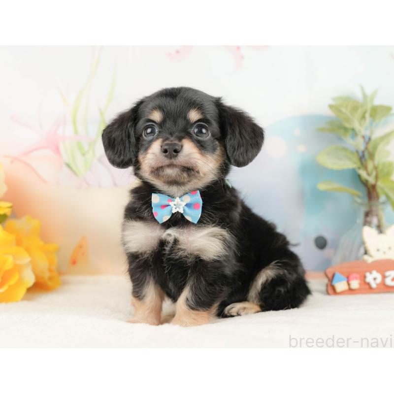 販売中の静岡県のチワックス:チワワ×ミニチュアダックスフンド-430076の8枚目