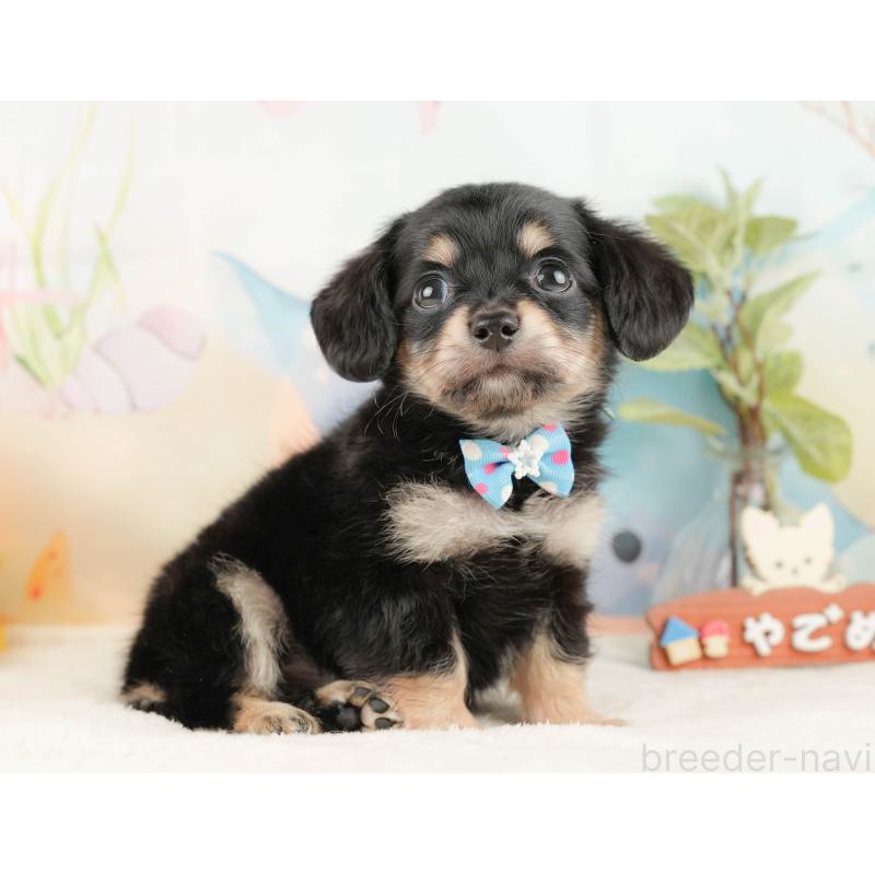 販売中の静岡県のチワックス:チワワ×ミニチュアダックスフンド-430076の7枚目