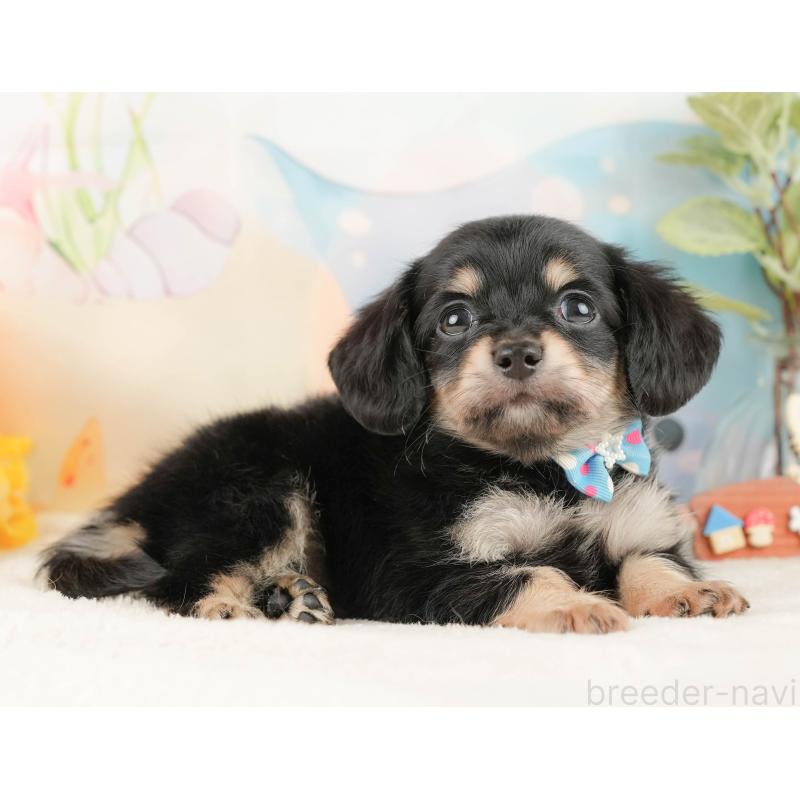 販売中の静岡県のチワックス:チワワ×ミニチュアダックスフンド-430076の6枚目