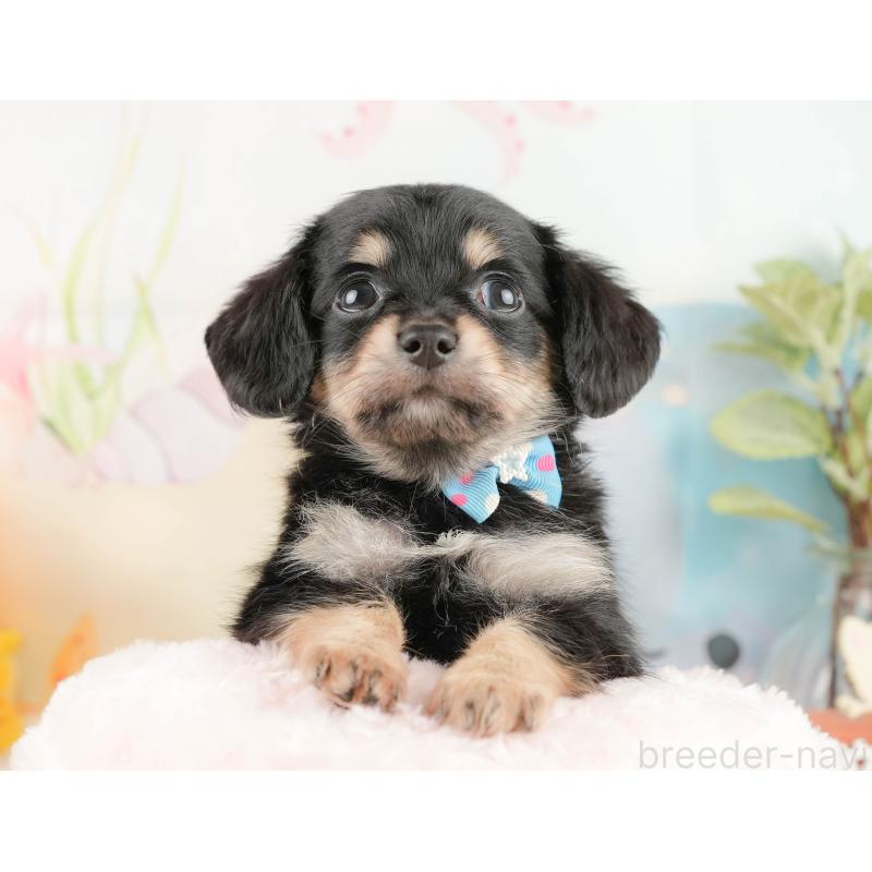 販売中の静岡県のチワックス:チワワ×ミニチュアダックスフンド-430076の4枚目