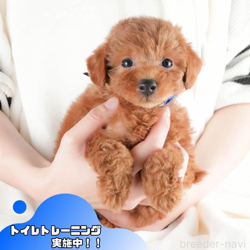販売中の静岡県のトイプードル-430073