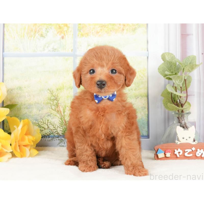 販売中の静岡県のトイプードル-430073の11枚目