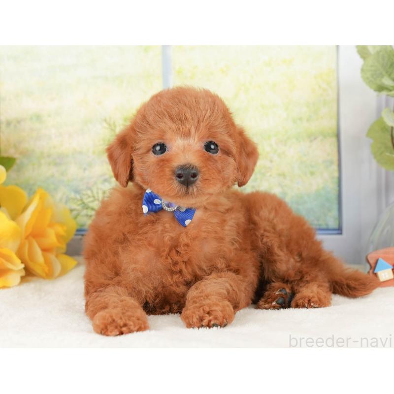 販売中の静岡県のトイプードル-430073の10枚目